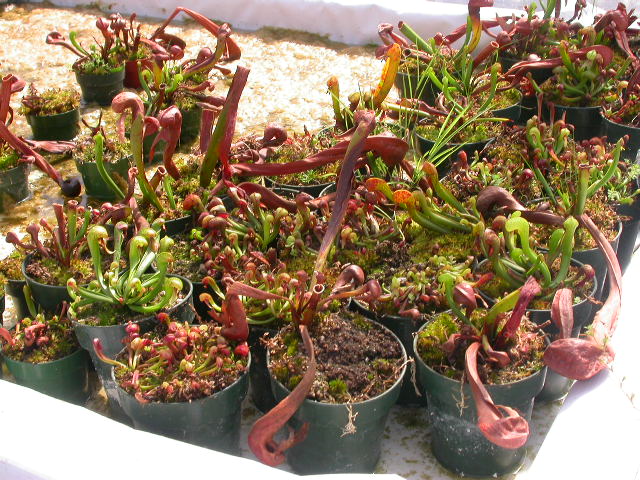 Cooks Carnivorous Plants
